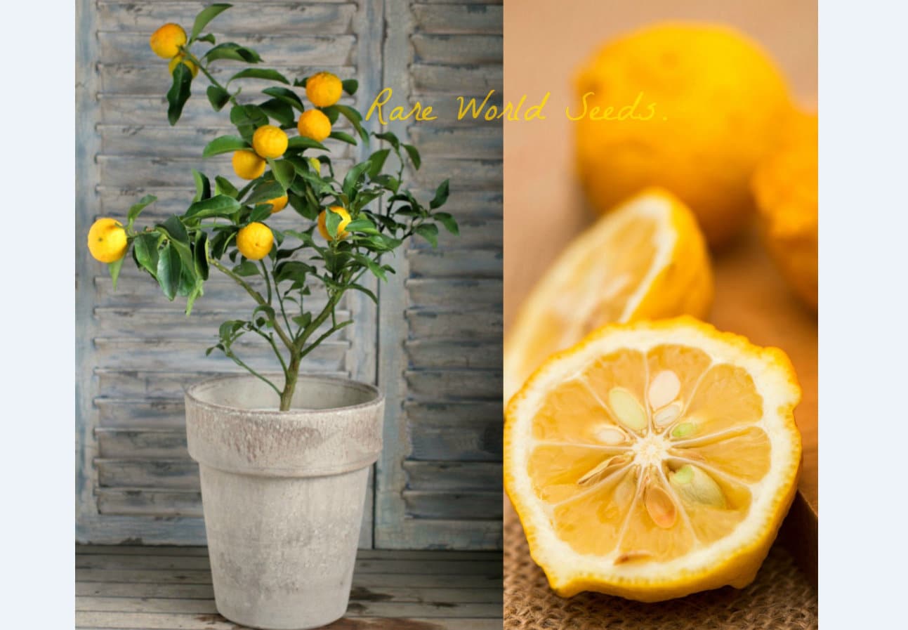 'yuzu' Rare/costly Fruit From Japan Hardy Citrus: Withstand