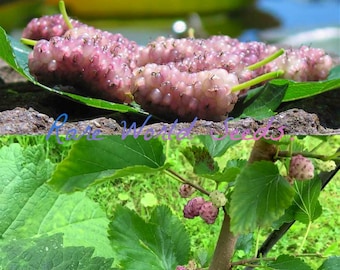 Seeds. NEW Variety! Strawberry 'Summer Breeze Rose' Rose-shaped