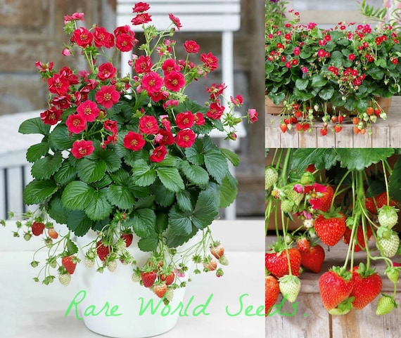Seeds. NEW Variety! Strawberry 'Summer Breeze Rose' Rose-shaped