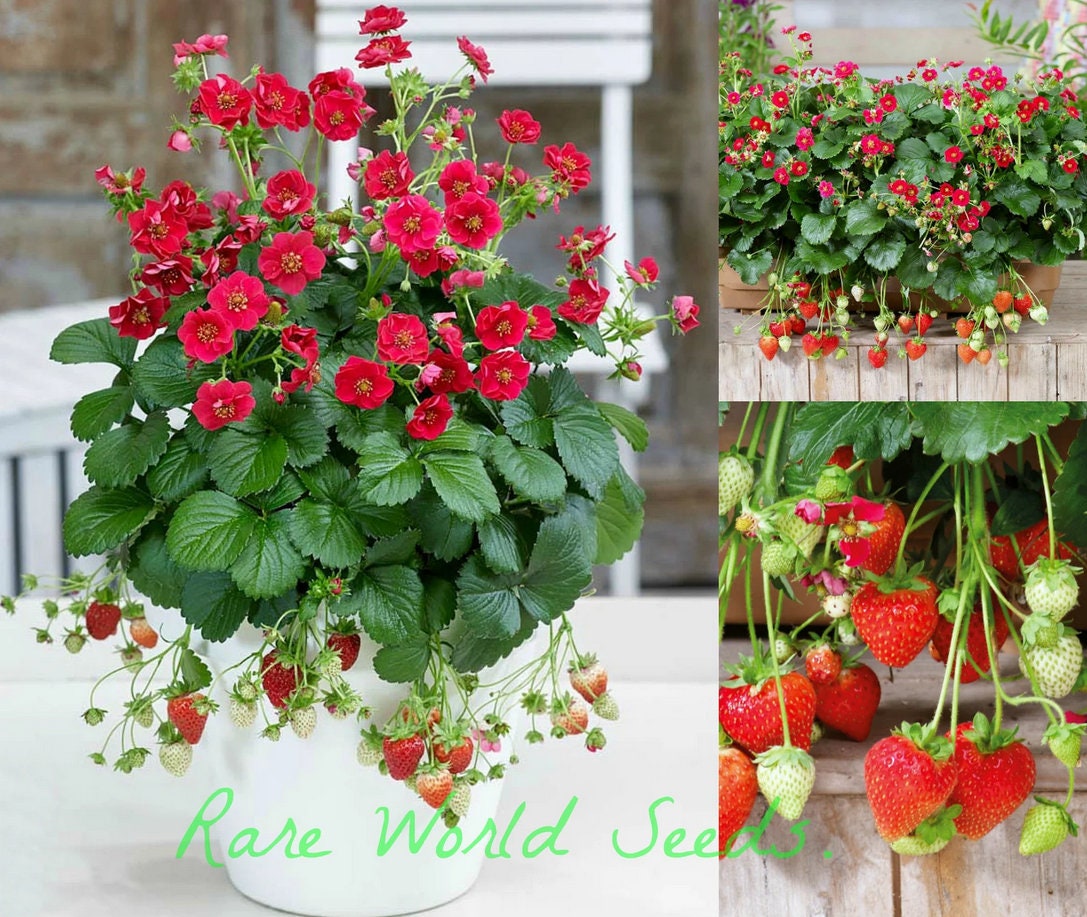 種子。新しい品種！イチゴ「サマー ブリーズ ローズ」バラ形の八重咲き