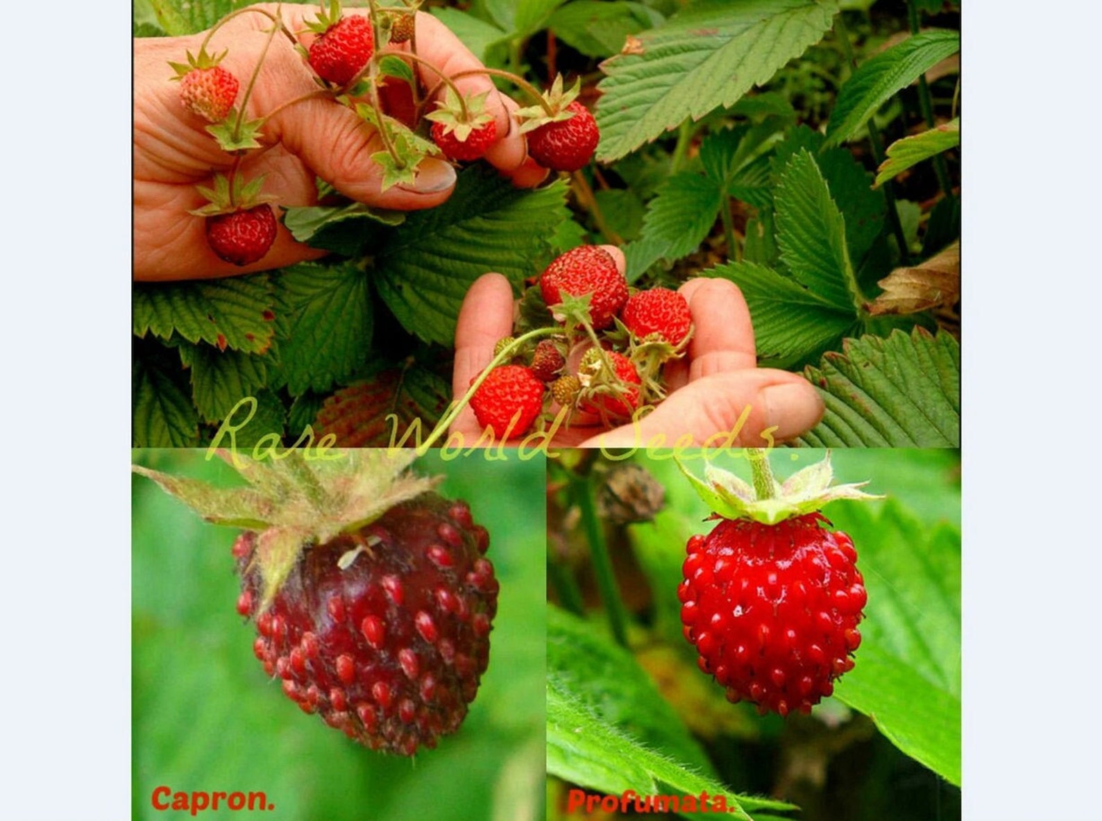 Mask Strubary Seeds. Unique! Musk Strawberry 2 Two Varieties! ‘capron' and 'profumata ...