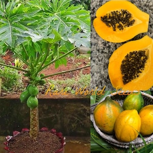May include: A papaya tree in a pot with green leaves and three small green papayas growing on the trunk. The image also shows a close-up of a cut open papaya with black seeds and a basket of ripe yellow papayas.