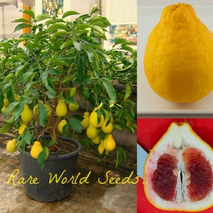 May include: A small citrus tree with yellow fruit growing in a black pot. The tree is labeled "Rare World Seeds". The image also shows a close-up of a whole yellow fruit and a cut-open fruit with a red interior.