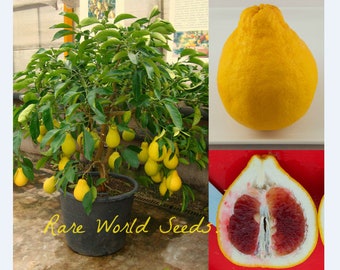 Seeds. Shatian Pomelo' Unusual Pear-shaped Pummelo Grapefruit A Chinese variety SUPER SWEET! Red-fleshed fruits.