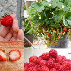 GRAINES. Fraise « Framberry » Une percée dans la sélection des fruits rouges ! un savant mélange de fraises et de framboises ! TRÈS ROBUSTE !