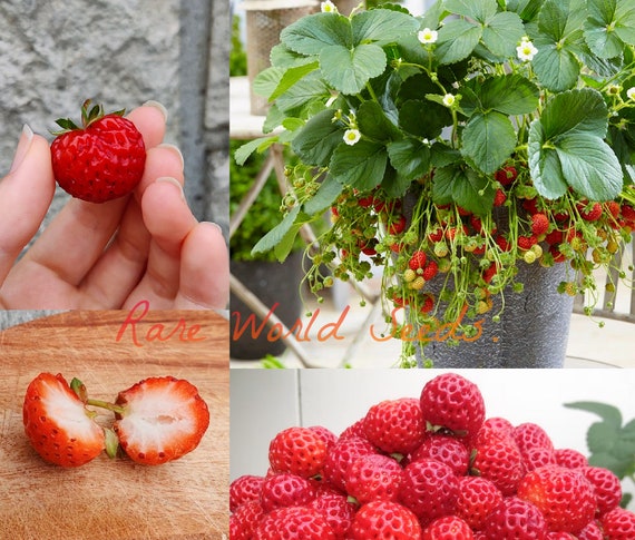 SEEDS. Strawberry 'framberry' A Breakthrough in Soft Fruit Breeding! a  Clever Combination of Strawberries and Raspberries! VERY HARDY! - Etsy