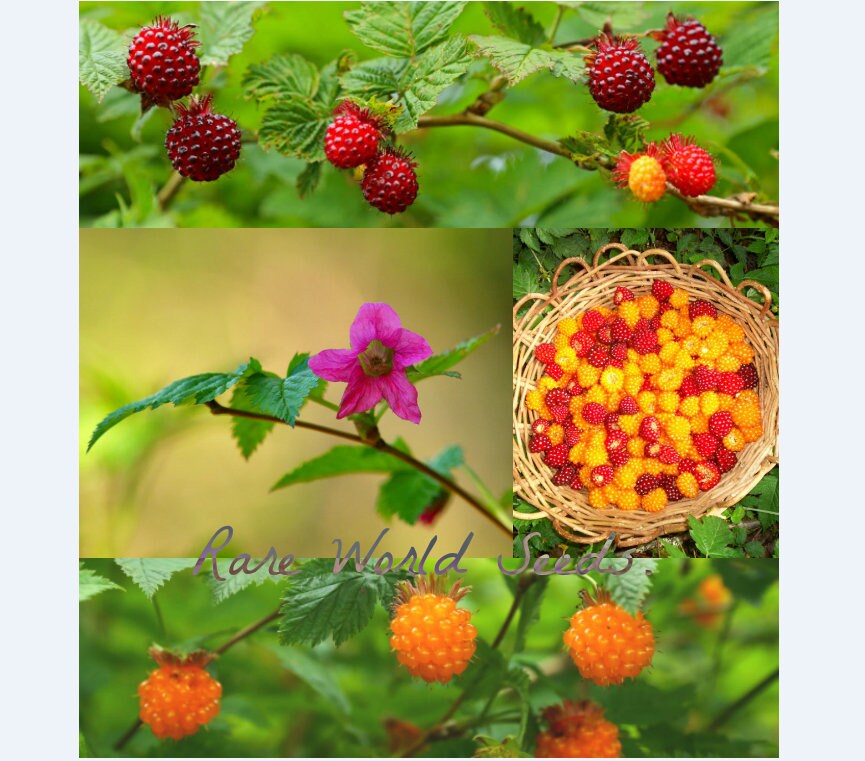 Seeds Salmonberry Rubus spectabilis Salmon Berry Colorful Etsy