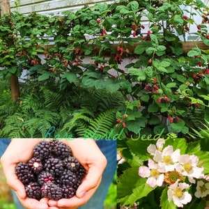 Blackberry ‘Marionberry’ (Rubus L. subgenus) Rich flavor that many people prefer it to any other berry for eating out of hand! Seeds.