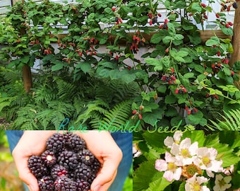 Blackberry ‘Marionberry’ (Rubus L. subgenus) Rich flavor that many people prefer it to any other berry for eating out of hand! Seeds.