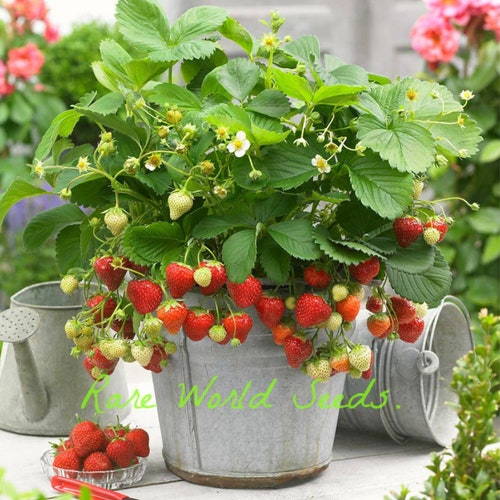 Seeds. Strawberry 'Delizz' F1 hybrid Compact, hardy, very sweet Fruit! Vigorous and easy to grow!