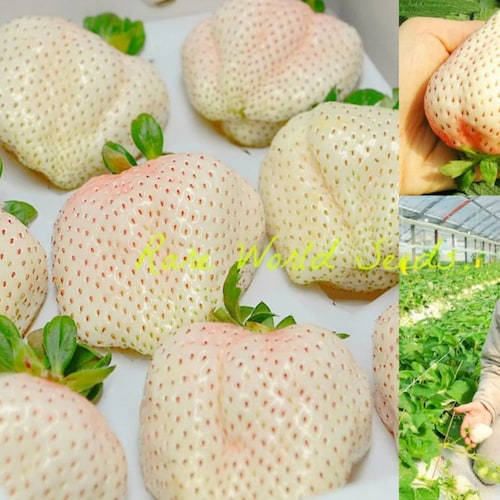 Seeds. Japanese GOURMET Strawberries ‘Yuki Usagi’ (White rabbit) Rich flavor AND aroma A DELICACY!