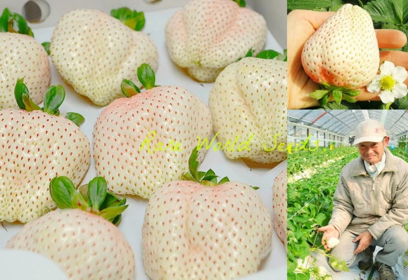 Seeds. Japanese GOURMET Strawberries yuki Usagi Rich Flavor Etsy