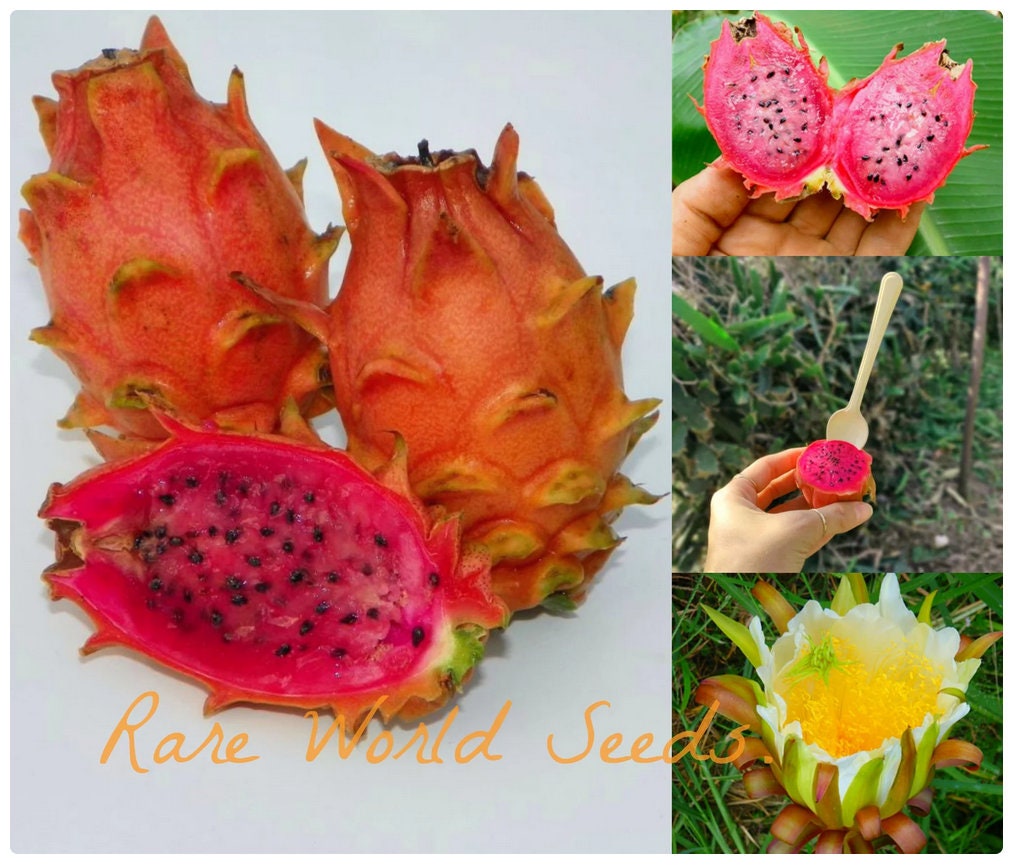 Dragon Fruit Gold - Vega Produce: Eat Exotic, Be Healthy