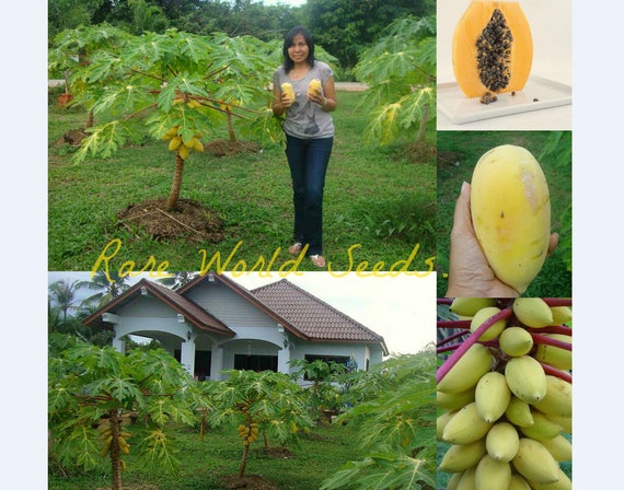 papaya様 Seeds. Thailand Variety 'golden Thai' DWARF Rare Golden Skin