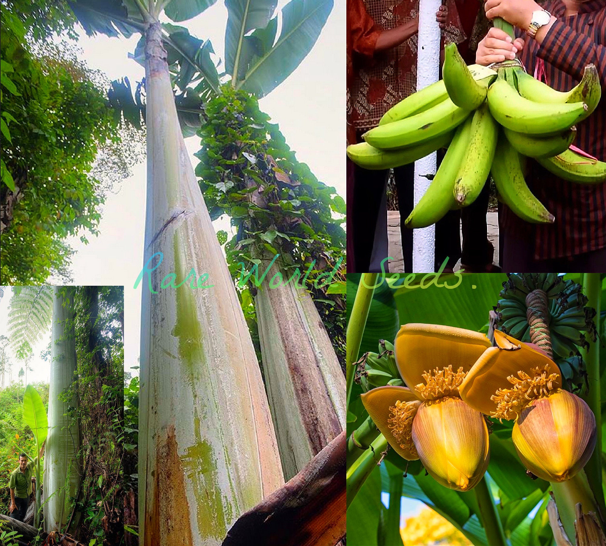 巨大175㎝準親株◆来年開花濃厚・懐かし昭和の味、タイワンバナナ◆植木鉢OK低木 バナナ「ジャイアント・ハイランド」（Musa ingens）は、世界最大