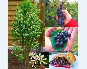 Seeds. The ONLY true 100% Self-Fertile Saskatoon Berry 'Northline' (Amelanchier alnifolia) Extremely Hardy: -45 celcius Zone 2/3 .