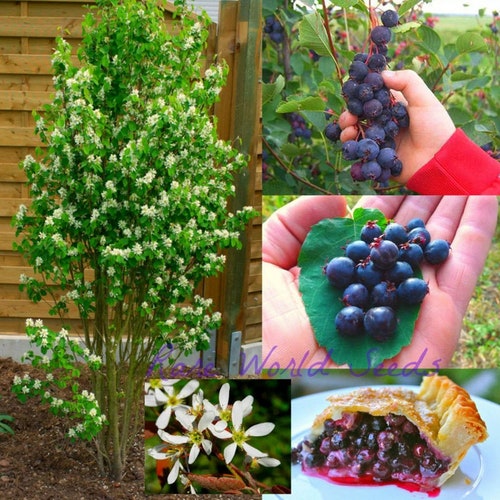 Seeds. The ONLY true 100% Self-Fertile Saskatoon Berry 'Northline' (Amelanchier alnifolia) Extremely Hardy: -45 celcius Zone 2/3 .