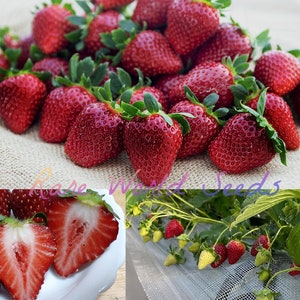 Seeds. NEW Variety! Strawberry 'summer Breeze Rose' Rose