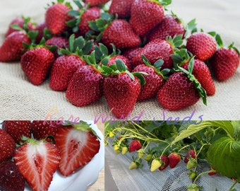 Seeds. Japanese GOURMET Strawberries ‘Crimson Misuzu' (black strawberry) Rich flavor AND aroma A DELICACY!