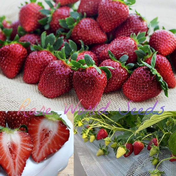 Seeds. Japanese GOURMET Strawberries ‘Crimson Misuzu' (black strawberry) Rich flavor AND aroma A DELICACY!