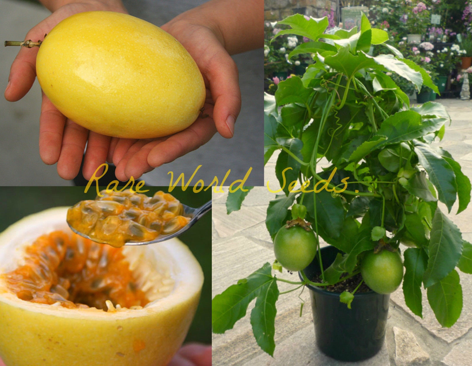 Seeds GIANT Yellow Passion Fruit Passiflora edulis var Etsy
