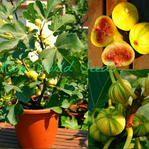 May include: A potted fig tree with green leaves and yellow-green striped figs. The tree is in a brown pot and is sitting on a wooden table. The image also shows close-up views of the figs, which are yellow with green stripes.