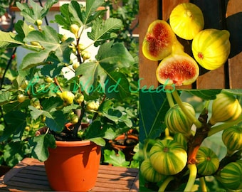 Seeds. VERY RARE Variety: Fig 'Dwarf Panache' (Striped Tiger) Indoor/Outdoor!