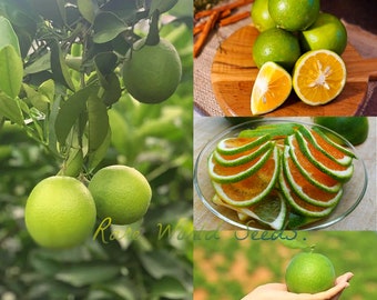 Variété japonaise : Agrumes « Aomikan » ou « Mandarine verte » Orange à l'intérieur ! Son équilibre est parfait entre acidité, aigre-douce et aigre-douce. Graines rares.