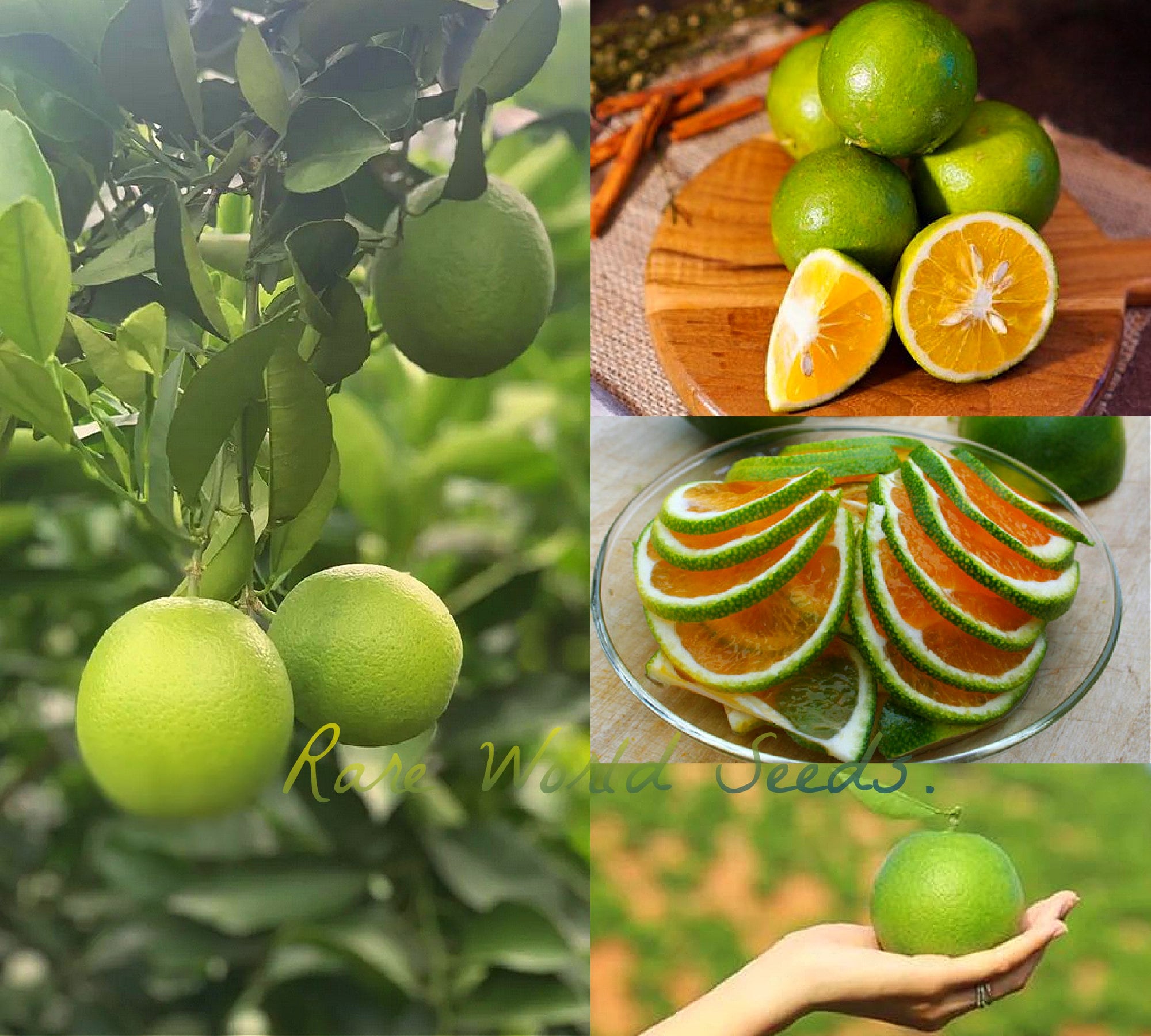 Japanese Variety: Citrus 'aomikan' or 'green Tangerine' Orange