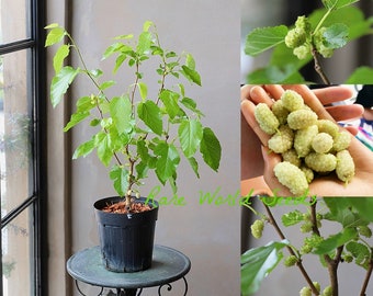 Le mûrier blanc de type buisson nain 'Nikita White' peut être cultivé à l'intérieur ou à l'extérieur. Fruits sucrés ET très rustiques ! Graines.