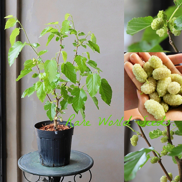 Dwarf Bush type WHITE Mulberry 'Nikita White' can be grown indoor or outdoor, Sweet fruits AND very hardy! Seeds.