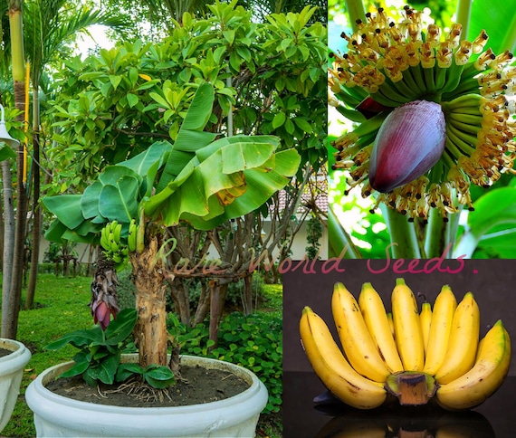 wie groß wird eine calathea Calathea Roseopicta main image 1