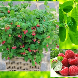 May include: A close-up of a raspberry plant in a wicker basket, with ripe red raspberries growing on the branches. The plant is surrounded by green leaves. The image also shows a bowl of fresh red raspberries.
