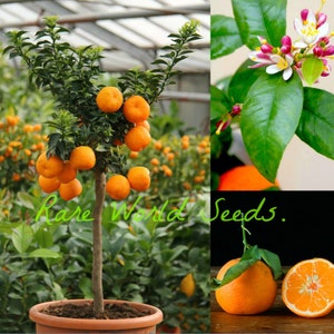 Seeds. Unique Dwarf Citrus Lime (Citrus limonia) ‘Rangpur Lime’. indoor OR outdoor growing . Looks like an Orange; Taste like a LIME!