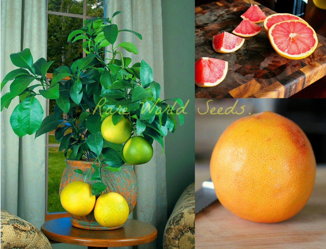 Seeds. Very Sweet Pink Grapefruit citrus Paradisi ruby Red Grows to 13