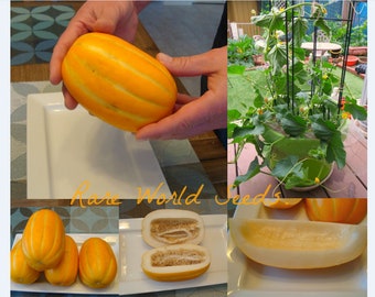 Seeds. Lovely small Korean Melon 'Sweet Chamoe' personal size Crisp flesh full of flavor! Disease resistant and easy to grow!