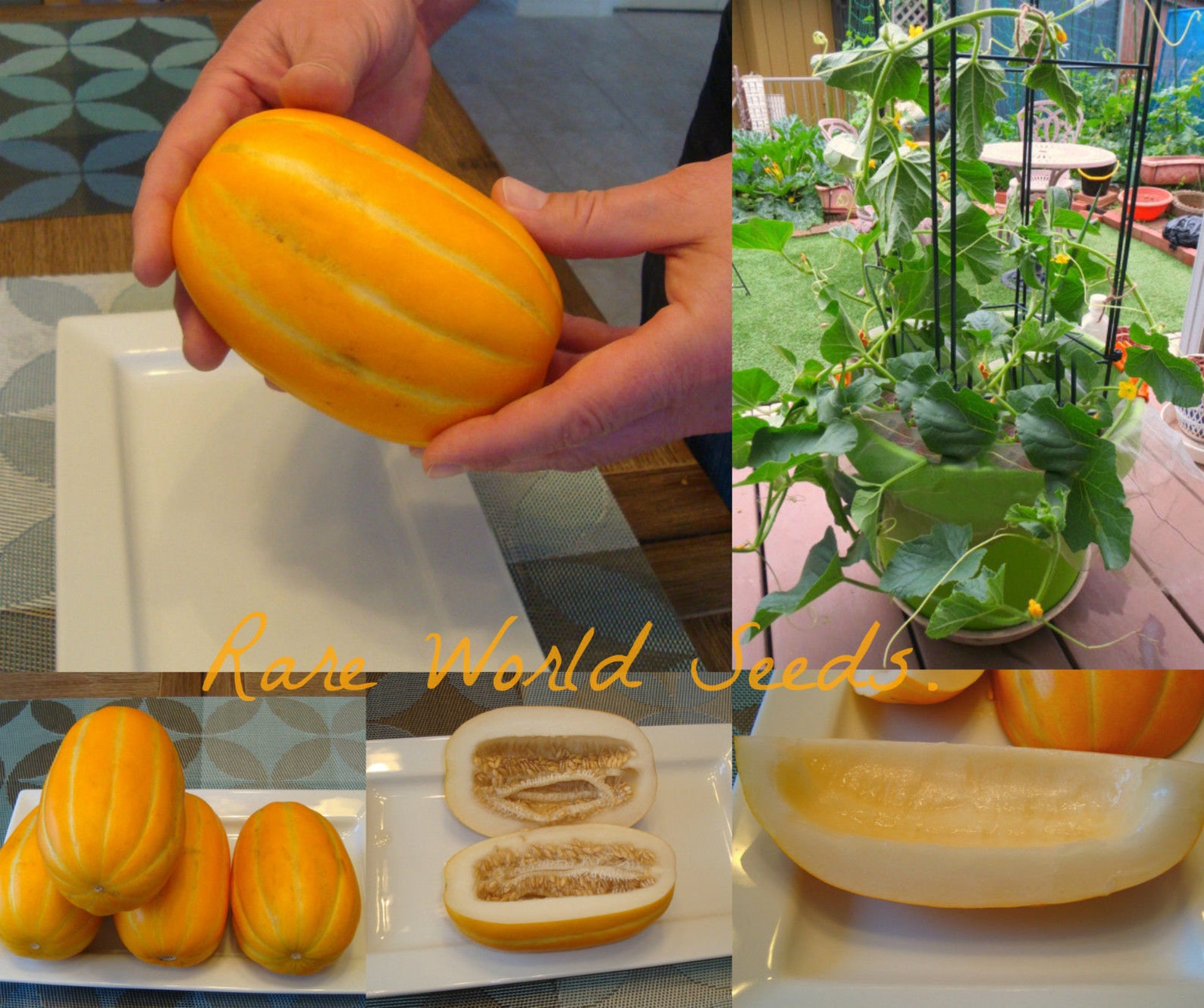 Seeds. MINI Korean Melon 'sweet Chamoe' Personal Size Etsy Australia