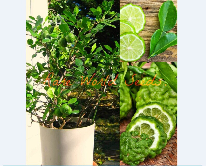 Seeds Mini Kaffir Lime Grows To 2 4 In Pot The Leaves Etsy Seeds Mini Kaffir Lime Grows To 2 4 In Pot The Leaves Etsy