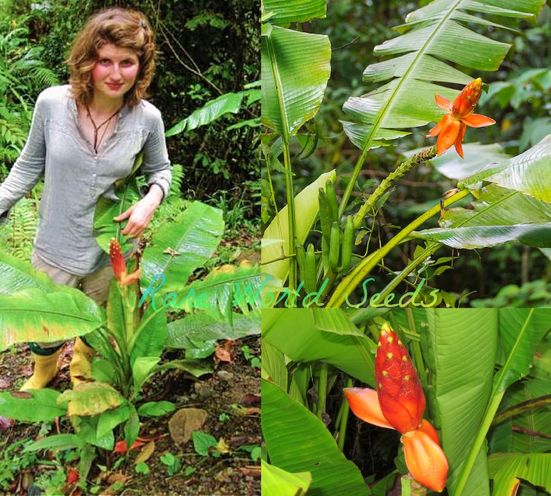 A VERY RARE Dwarf Banana Variety Beccari Musa beccarii var. hottana Best for indoors, stays small, can take lower light levels Seeds. image 1