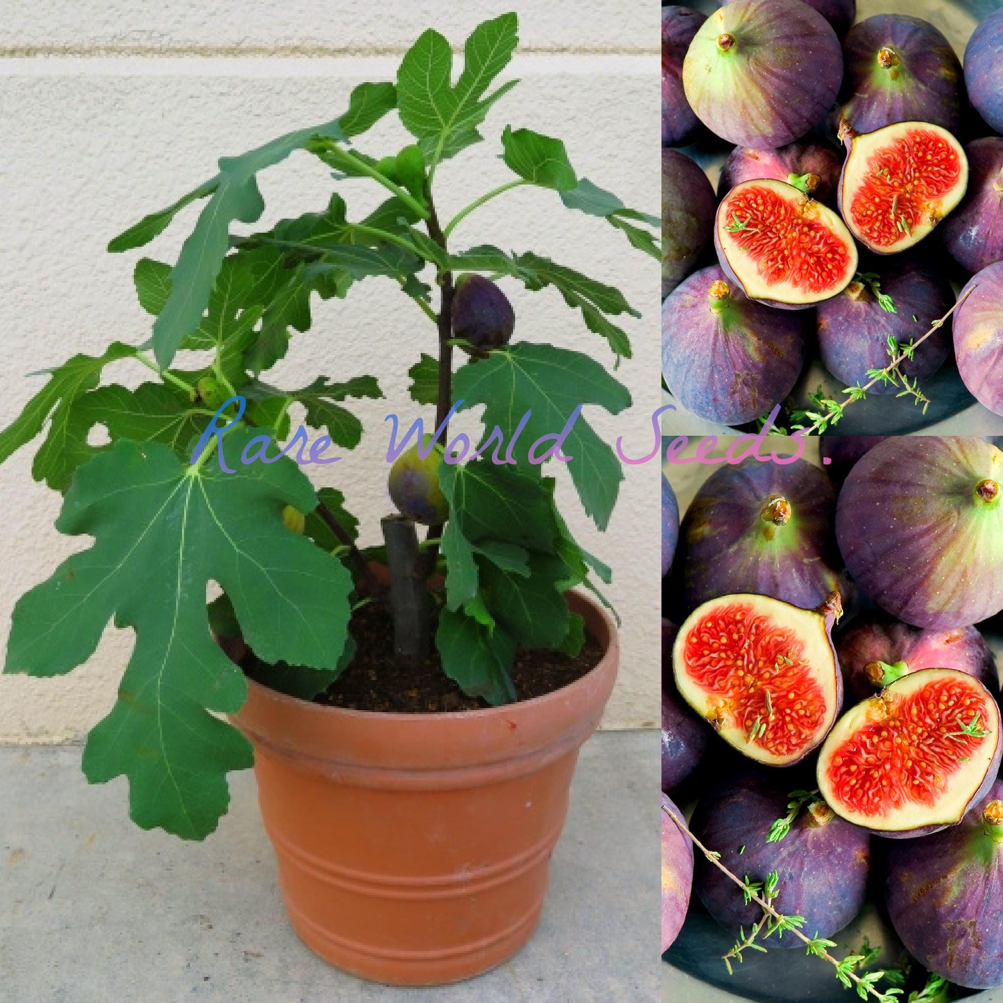 てつたろー。　De La Senyora S Green G DTE Fig Database®: De La Senyora (Sineuera)