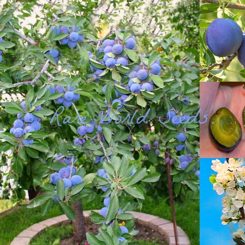 Seeds. Seeds Goji Berry 'Synthia' NEW CULTIVAR Sweeter and Self-fertile Seeds. Seeds Goji Berry 'Synthia' NEW CULTIVAR Sweeter and Self-fertile