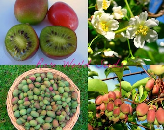 May include: A collage of images showing different stages of the kiwi berry plant. The top left image shows a close-up of the fruit, which is green with a red blush. The top right image shows the white flowers of the plant. The bottom left image shows a basket full of kiwi berries. The bottom right image shows a branch of the plant with ripe kiwi berries.