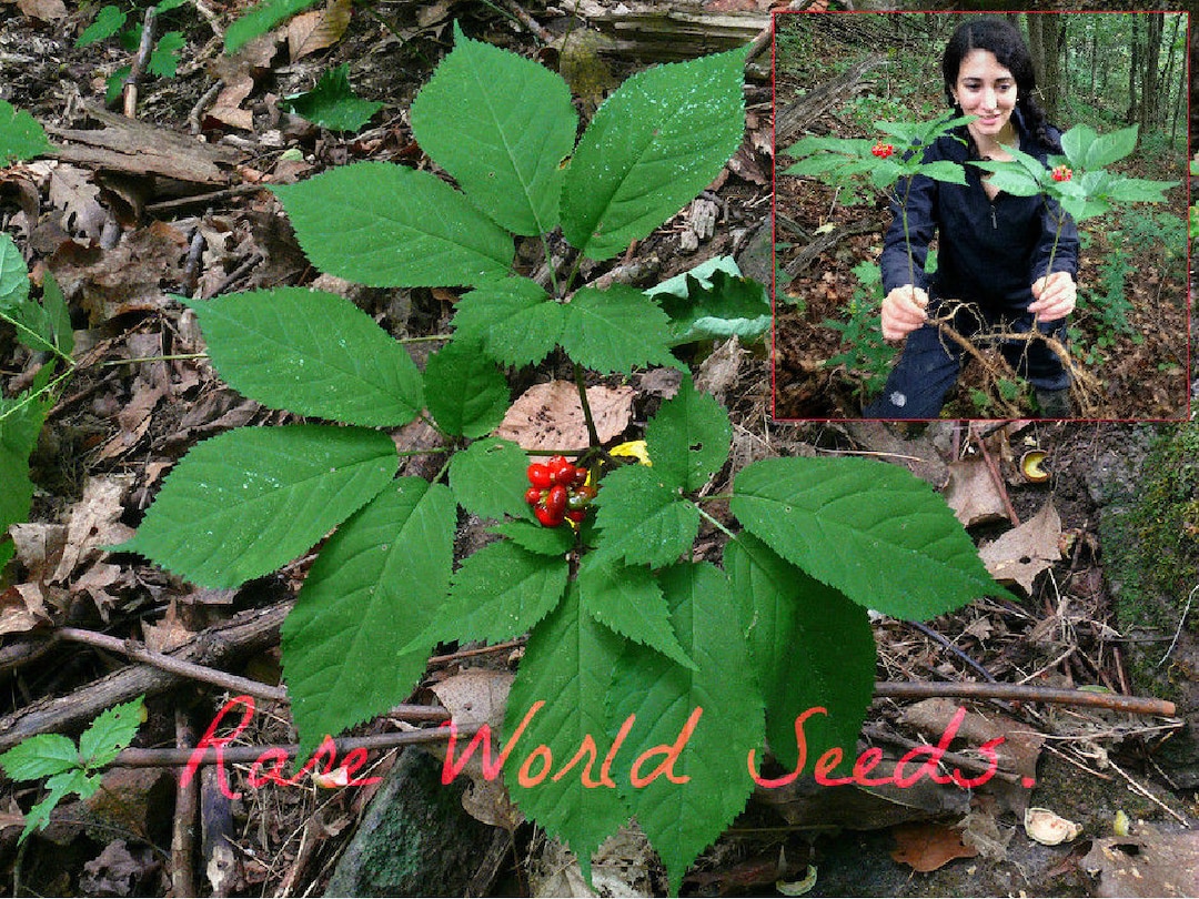 Seeds. WILD CANADIAN Ginseng Stratified Ready for 20242025 Season