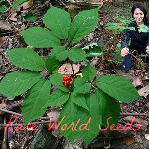 Può includere: Primo piano di una pianta di ginseng verde con bacche rosse che cresce nel bosco. La pianta è circondata da foglie e ramoscelli marroni. Il testo "Rare World Seeds" è visibile nell'angolo in basso a destra dell'immagine.