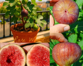 From JAPAN A new and distinct kiwi variety: 'Akai kiseki' Sweet