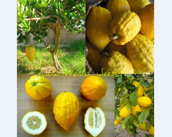 Seeds. RARE Yellow Citron ‘Etrog’ Acidic Giant Lemon (Citrus medica) Grow as a small and shrub-like tree. highly prized Fruits!