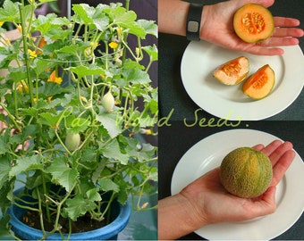 ブラックベリー「マリオンベリー」（Rubus L. 亜属）。濃厚な風味で