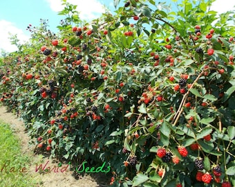 Seeds. Amazing HUGE producer! 'Natchez Hybrid' THORNLESS Blackberry 5 gallons of berries/plant!