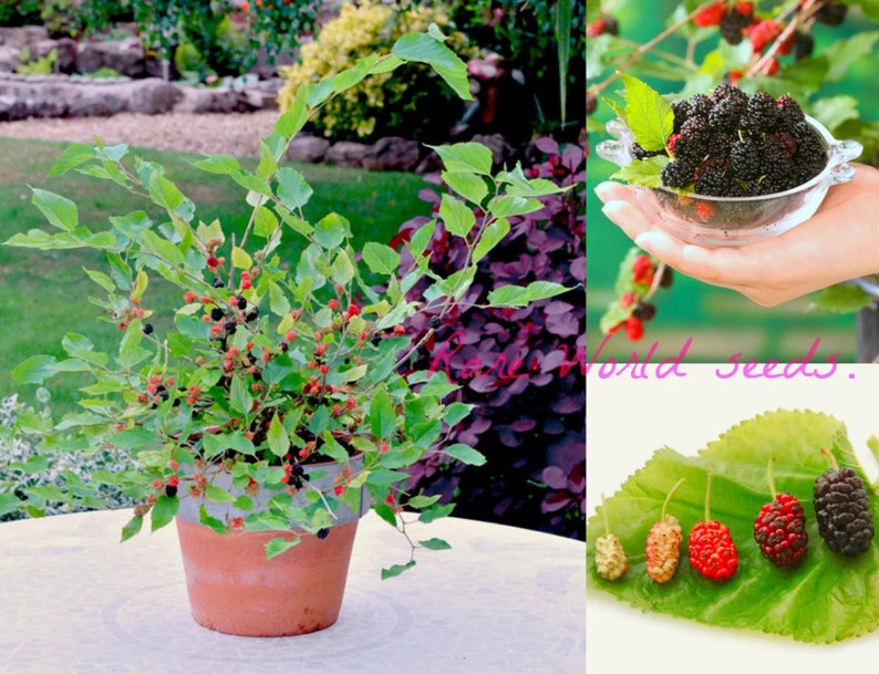 RWSEEDS Matsunaga Patio Mulberry Seeds