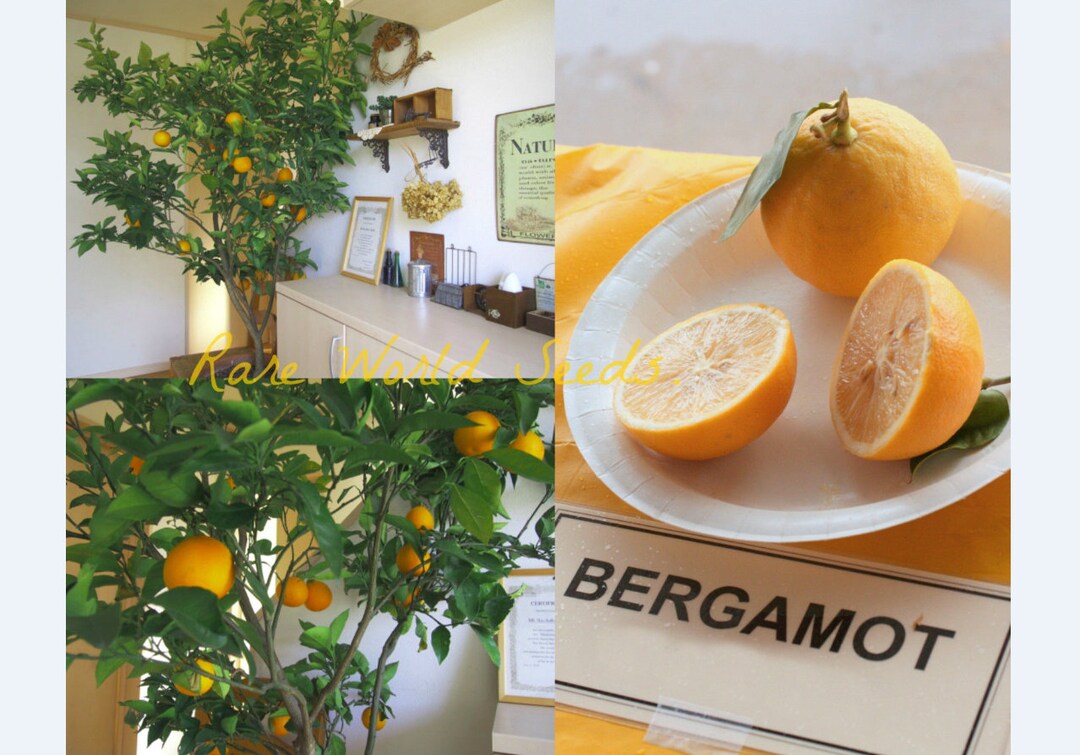 種子。オレンジと甘いレモン風味の「ベルガモット」（Citrus bergamia